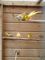 Kanarie's, Dieren en Toebehoren, Meerdere dieren, Kleurkanarie