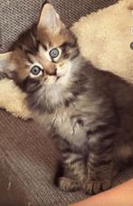 2 lieve speelse katertjes geboren op 27 juni, Dieren en Toebehoren, Katten en Kittens | Raskatten | Langhaar, Kater