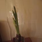 Vaas met amaryllis, Overige kleuren, Ophalen of Verzenden, Minder dan 50 cm, Glas