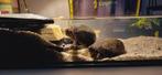 2 mooie muskusschildpad, Dieren en Toebehoren, Reptielen en Amfibieën, Schildpad, Tam, 3 tot 6 jaar