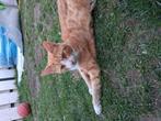 1 poes en 1 kater, Dieren en Toebehoren, Katten en Kittens | Overige Katten, Meerdere dieren