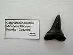 Carcharodon hastalis (7), Verzamelen, Mineralen en Fossielen, Ophalen of Verzenden, Fossiel