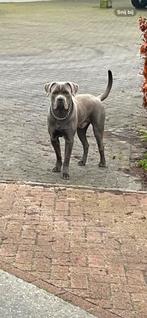 Canecorso Dekreu ter dekking aangeboden, Rabiës (hondsdolheid), Reu, Eén hond, 3 tot 5 jaar