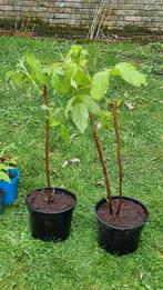 Biologische frambozen planten, Zomer, Ophalen, Volle zon