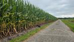 13 ha beste snijmais te koop, Dieren en Toebehoren, Ophalen, Vee