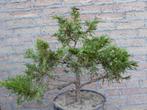 Bonsai: Juniperus ......., Tuin en Terras, Minder dan 100 cm, Overige soorten, Ophalen