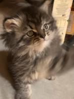 Knappe Britse Langhaar kittens!, Dieren en Toebehoren, Katten en Kittens | Raskatten | Langhaar, Meerdere dieren, Ontwormd, 0 tot 2 jaar