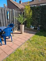 palmboom, Tuin en Terras, Ophalen, Vaste plant, Overige soorten