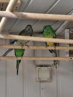 Vogels, Meerdere dieren, Parkiet