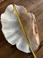 GROTE DOOPVONT SCHELP, Ophalen of Verzenden