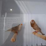 Koppel zebravinken, Dieren en Toebehoren, Meerdere dieren