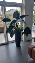 Philodendron in mooie pot!, Huis en Inrichting, Kamerplanten, Ophalen of Verzenden, In pot, Halfschaduw, 100 tot 150 cm