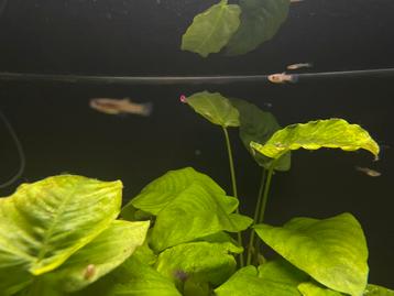 Guppies beschikbaar voor biedingen