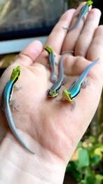 Gezocht: Phelsuma Klemmeri, Dieren en Toebehoren, Reptielen en Amfibieën