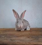 Vriendelijke reuzen in de prachtige chinchilla kleur, Dieren en Toebehoren, Konijnen, Meerdere dieren, Groot