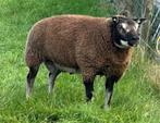 prachtige jonge dassenkop fokram te koop, Dieren en Toebehoren, Meerdere dieren, Schaap, 0 tot 2 jaar