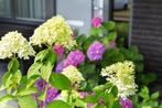 REstpartij 19 Pluimhortensia Limelight 100 euro, Ophalen of Verzenden, Hortensia, Haag, Minder dan 100 cm