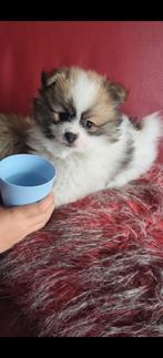 Prachtige tricolor dwergkees/ pomeriaan reu, Keeshond, Reu, CDV (hondenziekte), 8 tot 15 weken