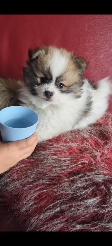 Prachtige tricolor dwergkees/ pomeriaan reu beschikbaar voor biedingen