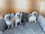 Prachtige kittens, Meerdere dieren, Ontwormd