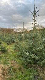 Kerstbomen, Tuin en Terras, Planten | Bomen, Ophalen, Volle zon, Overige soorten, 100 tot 250 cm