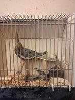 Forse valkparkieten poppen, Dieren en Toebehoren, Meerdere dieren, Parkiet, Geringd