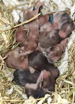 🐹Syrische hamster / goudhamster nestje van hobbyfokker, Dieren en Toebehoren, Knaagdieren, Hamster, Juli, Meerdere dieren, Tam
