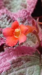 Episcia Pink Brocade potmaat 8cm geen coleus, Overige soorten, In pot, Minder dan 100 cm, Groene kamerplant