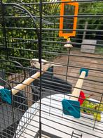 💕 PRACHTIG MOOIE ZANGKANARIE MET MOOIE GROTE KOOI, Meerdere dieren, Zangkanarie