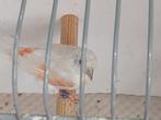 Te koop mooie kapoetsensijzen in wildkleur en mutaties, Dieren en Toebehoren, Vogels | Overige Vogels, Meerdere dieren, Tropenvogel