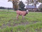 Nubische geit, Dieren en Toebehoren, Schapen, Geiten en Varkens, Vrouwelijk, Geit