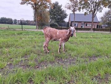 Nubische geit  beschikbaar voor biedingen