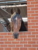 Grote vriendelijke reus, Ruin, Dressuurpaard