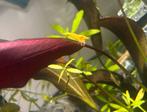 Gele Neocaridina garnalen, Dieren en Toebehoren, Vissen | Aquariumvissen, Kreeft, Krab of Garnaal