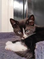 lieve kittens. Nog 2 beschikbaar., Dieren en Toebehoren, Katten en Kittens | Overige Katten, Meerdere dieren