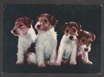 Ansichtkaart - Vier hondjes, Gelopen, 1960 tot 1980, Overige thema's, Ophalen of Verzenden
