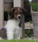 Lieve friese stabij x kooiker pup zoek opnieuw een baasje, Dieren en Toebehoren, 8 tot 15 weken, CDV (hondenziekte), Eén hond