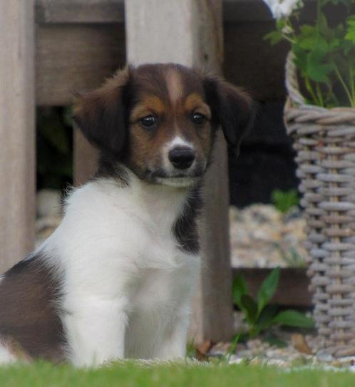 Lieve friese stabij x kooiker pup zoek opnieuw een baasje, Dieren en Toebehoren, Honden | Retrievers, Spaniëls en Waterhonden