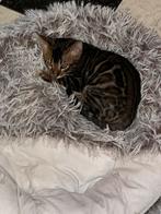 Bijzonder mooi bengaal bengaalse kittens, Dieren en Toebehoren, Katten en Kittens | Raskatten | Korthaar, Meerdere dieren, 0 tot 2 jaar