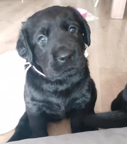 Labrador x Berner Sennen x Leonberger puppy's, Dieren en Toebehoren, Honden | Retrievers, Spaniëls en Waterhonden, Meerdere dieren