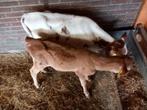 Stier kalveren 12 weken oud, Dieren en Toebehoren