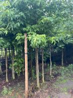 Xl bomen . Liquidambar. Berken . Elzen . Lirondenron, Ophalen, Volle zon