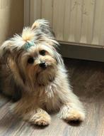 Pomeriaan dwergkees yorkshire terriër pup puppy’s verwacht!, Dieren en Toebehoren, Rabiës (hondsdolheid), Overige rassen, 8 tot 15 weken