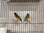 Koppel split blauw /kans cinnamon,wb x cinnamon split blauw, Dieren en Toebehoren, Vogels | Overige Vogels, Meerdere dieren