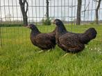 Barnevelder kriel jonge hennen kippen, Dieren en Toebehoren, Pluimvee, Vrouwelijk, Kip