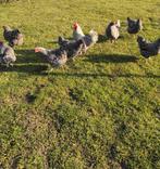 Prachtige noord hollandse blauwe haan 2025, Dieren en Toebehoren, Pluimvee