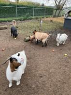 Geiten ter overname, Vrouwelijk, Geit