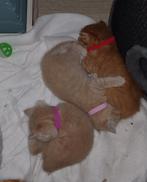 Dit leuke Duo is zondag 5 oktober  papa & mama geworden., Dieren en Toebehoren, Meerdere dieren, Gechipt