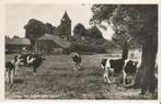 Grouw koeien in de wei 1954, Verzenden, 1940 tot 1960, Gelopen, Friesland