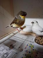 Mooi koppel glosters, Meerdere dieren, Kleurkanarie